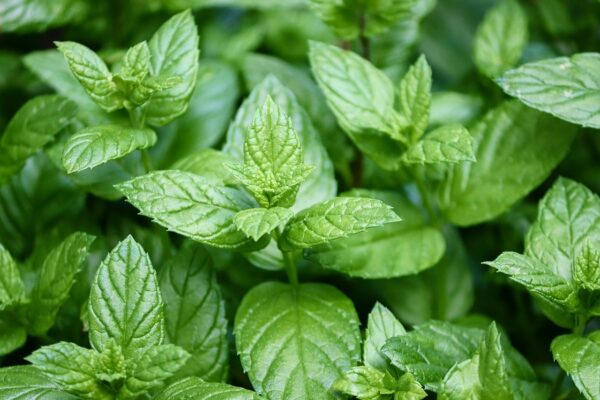 Peppermint leaves that are a hybrid mint plant between watermint and spearmint
