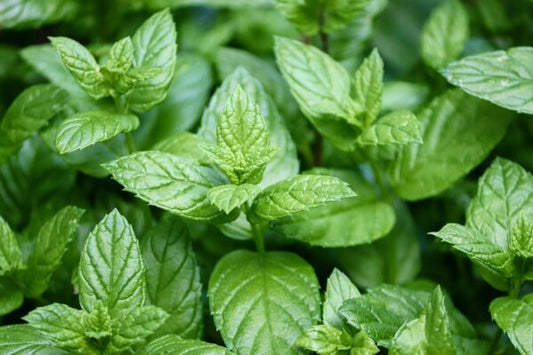 Peppermint leaves that are a hybrid mint plant between watermint and spearmint