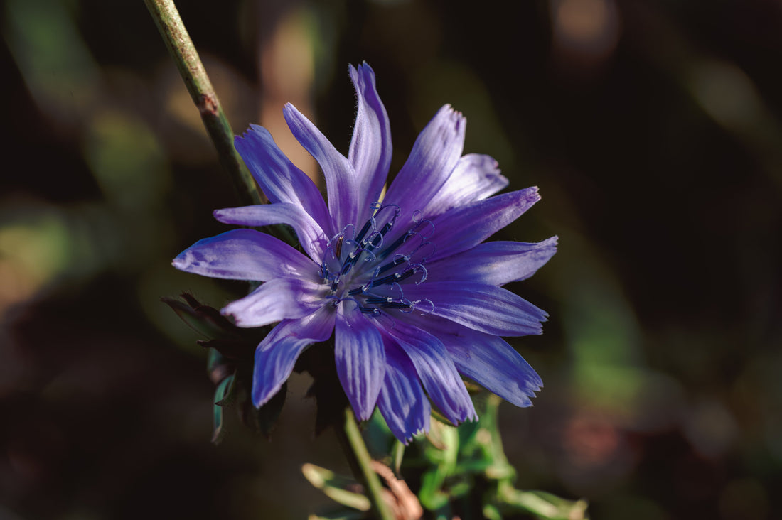 Chicory flower