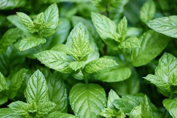 Peppermint leaves that are a hybrid mint plant between watermint and spearmint
