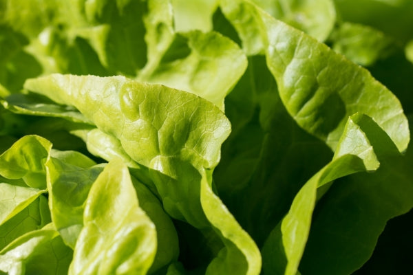 Leafy green vegetable such as lettuce or cabbage, ingredients in green powders