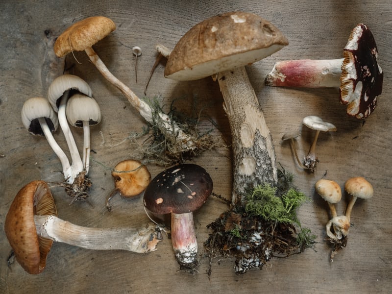 A variety of mushrooms and fungus laid out on a table